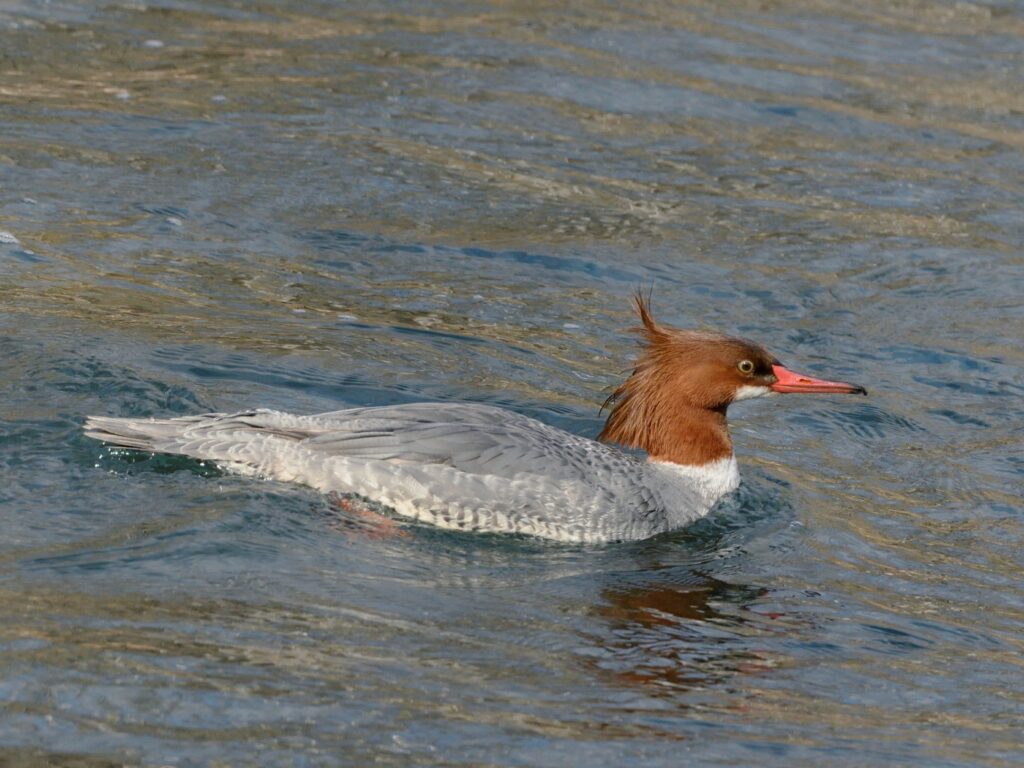 51 Common Merganser - Maury River, Rockbridge County, VA
