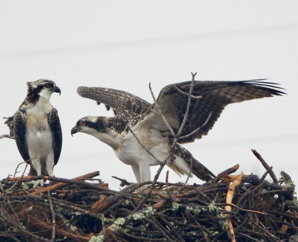 52 Osprey on Nest, Nags Head, NC