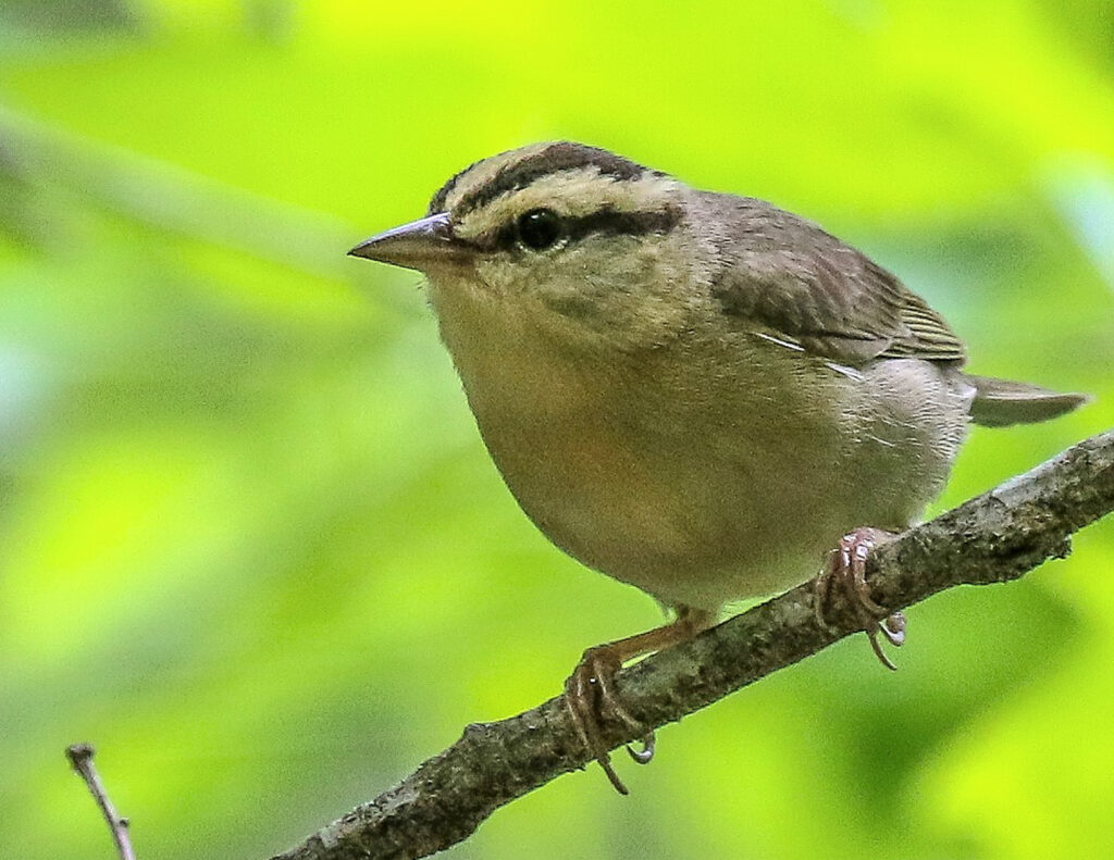 53 Worm-eating Warbler, Roanoke, VA