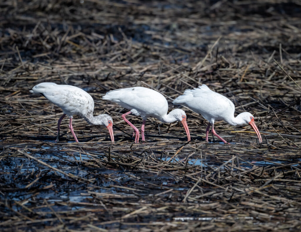 54 White Ibis, Huntington Beach State Park, SC