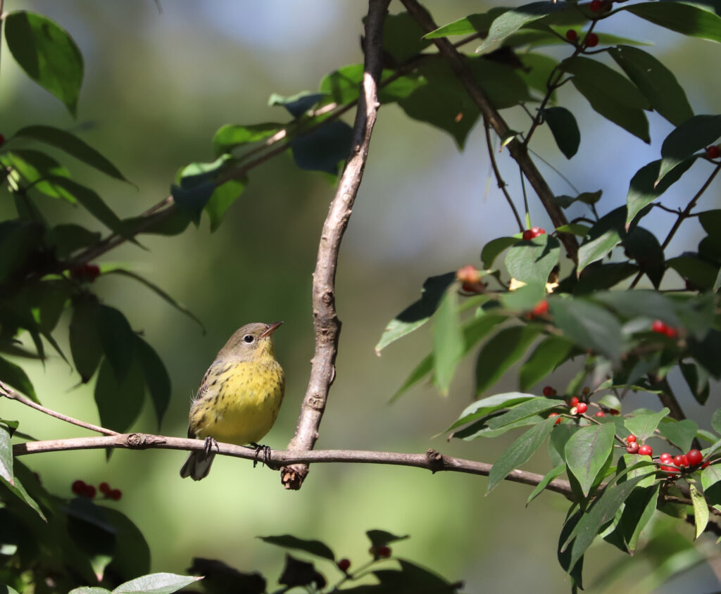 55 Kirtland's Warbler, Augusta County, VA