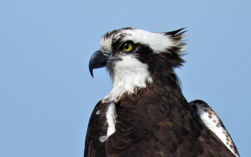 56 Osprey, Mill Creek Beach, Middlesex County, VA