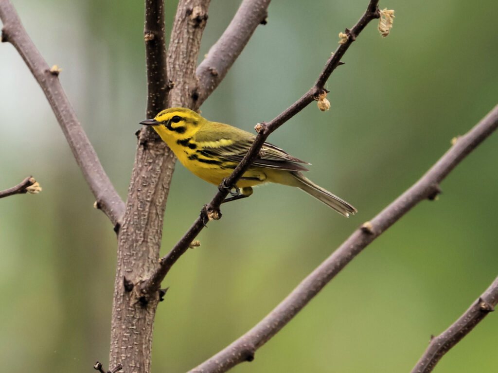 59 Prairie Warbler, Botetourt County, VA