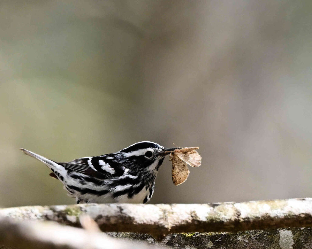 6 Black & White Warbler, Warbler Road, Botetourt County, VA