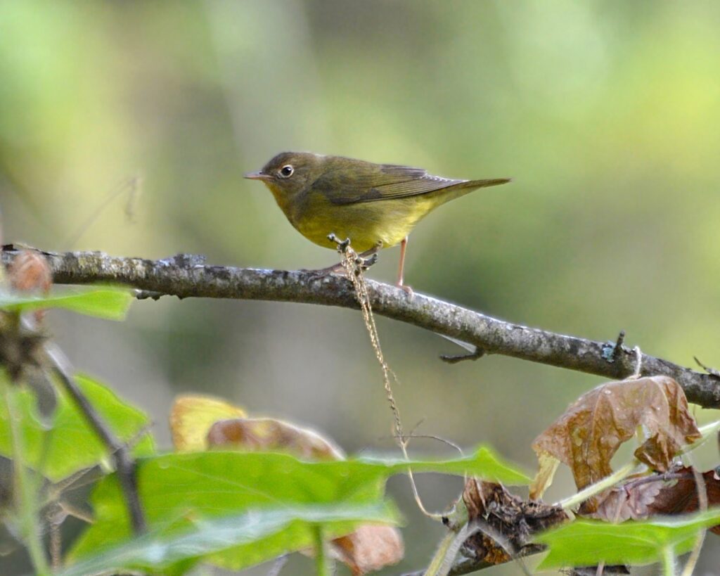 60 Juvenile Connecticut Warbler, Montvale, VA