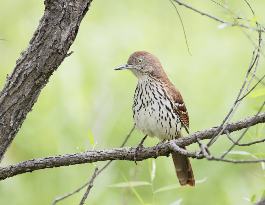 61 Brown Thrasher, Greenfield, Botetourt County, VA