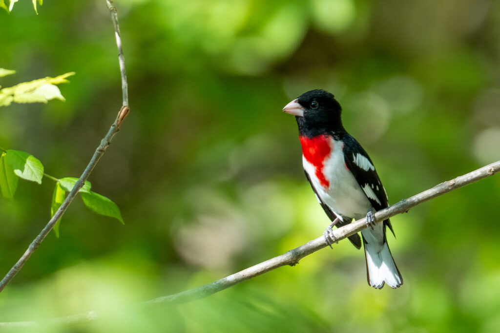 62 Rose-breasted Grosbeak, Warbler Rd, Botetourt County, VA