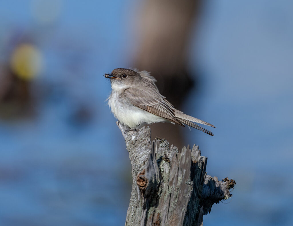 63 Eastern Phoebe, Pandapas Pond, Montgomery County, VA