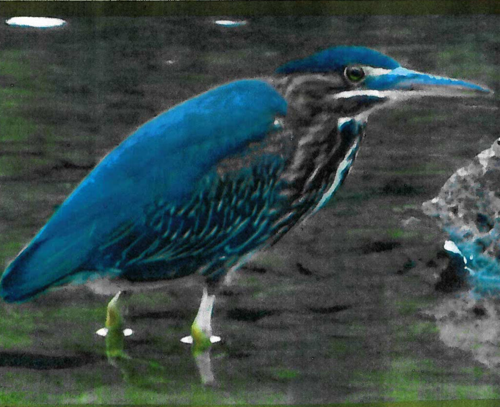 64 Green Heron, Roanoke River, Salem, VA