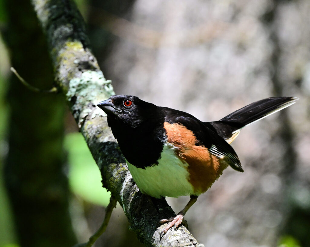 65 Eastern Towhee, Botetourt County, VA