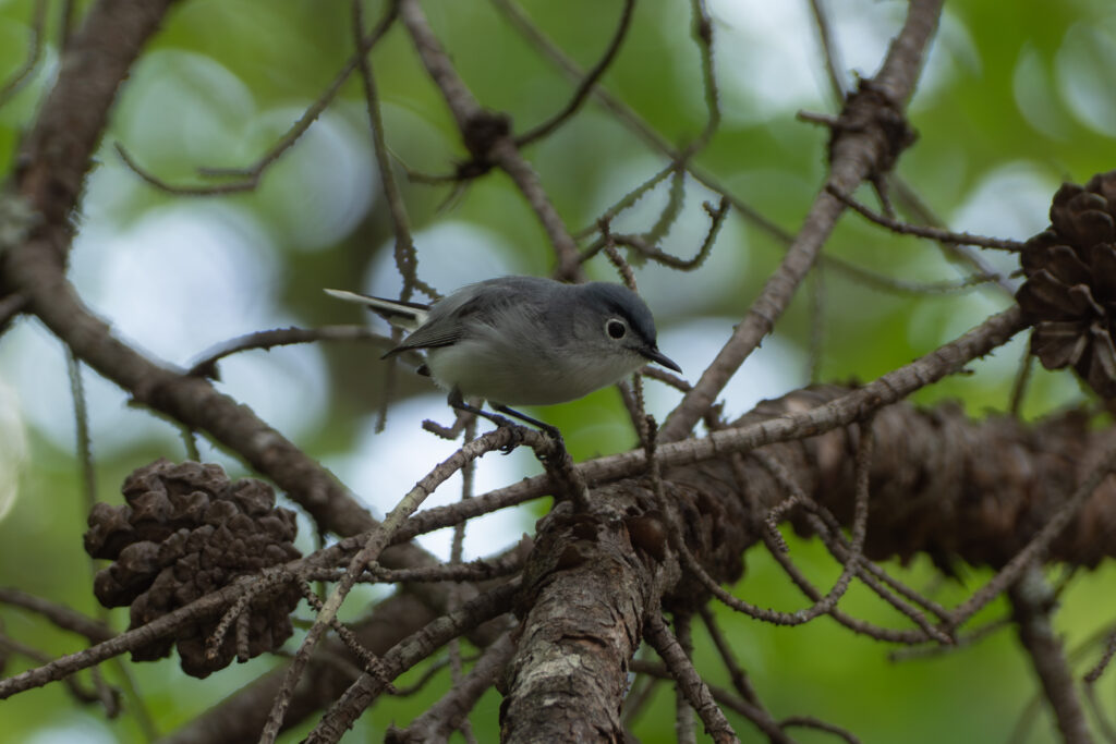66 Blue-gray Gnatcatcher, Explore Park, Roanoke, VA