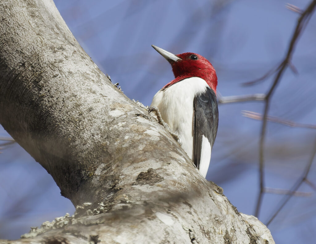 67 Red-headed Woodpecker, Explore Park, Roanoke, VA