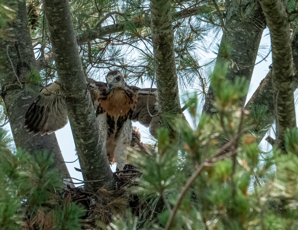 68 Immature Red-Tailed Hawk, Brambleton Ave, Roanoke, VA