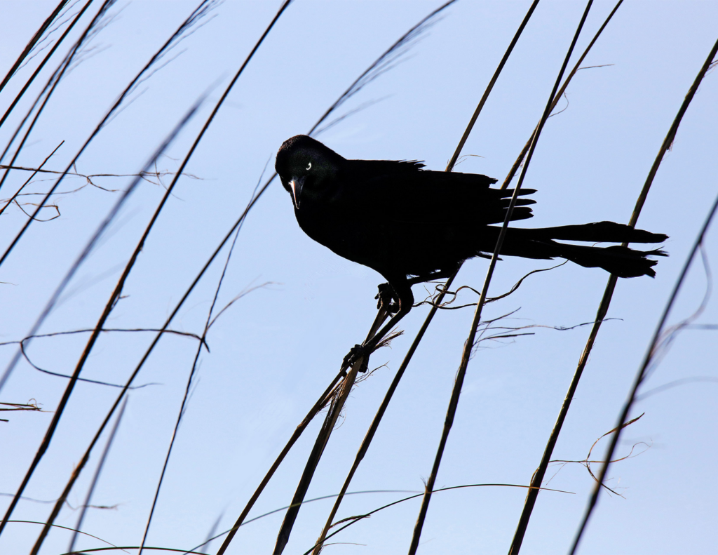 7 Boat-tailed Grackle, Topsail Island, NC