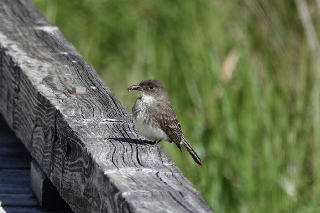 70 Eastern Phoebe, Pandapas Pond, Montgomery County, VA