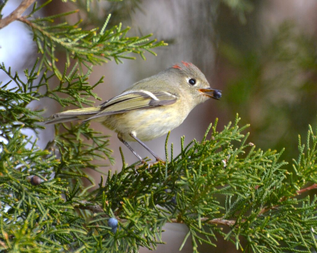 72 Ruby-crowned Kinglet, Raleigh, NC