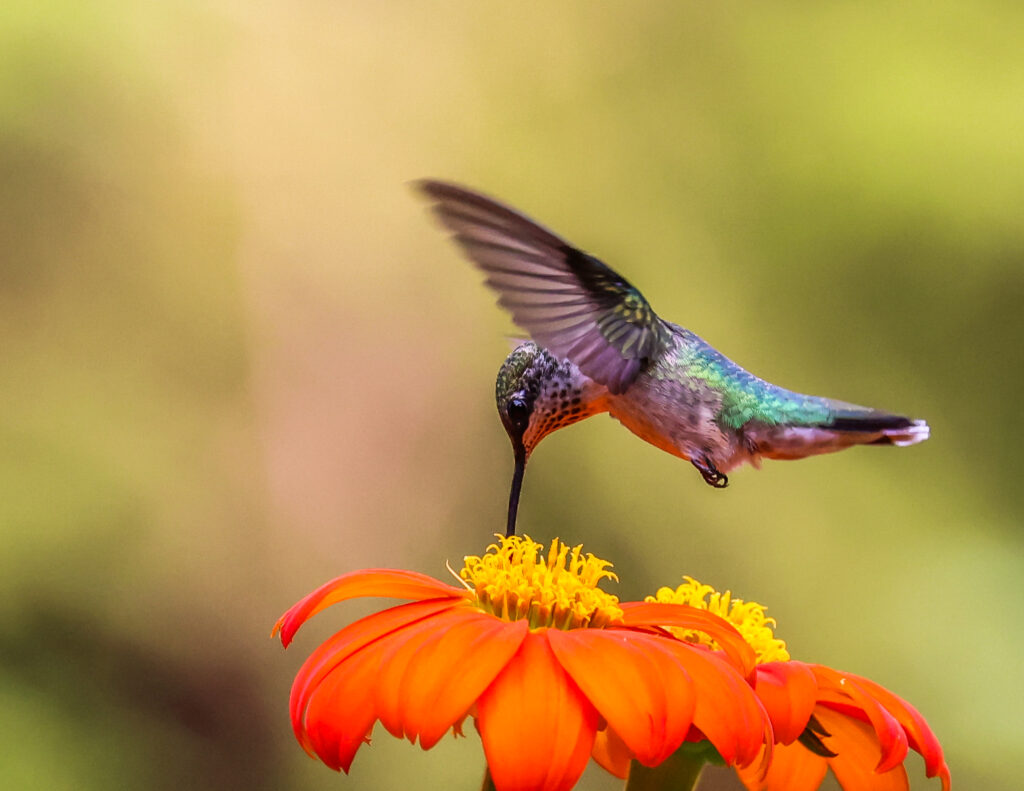8 Ruby-throated Hummingbird, Roanoke, VA