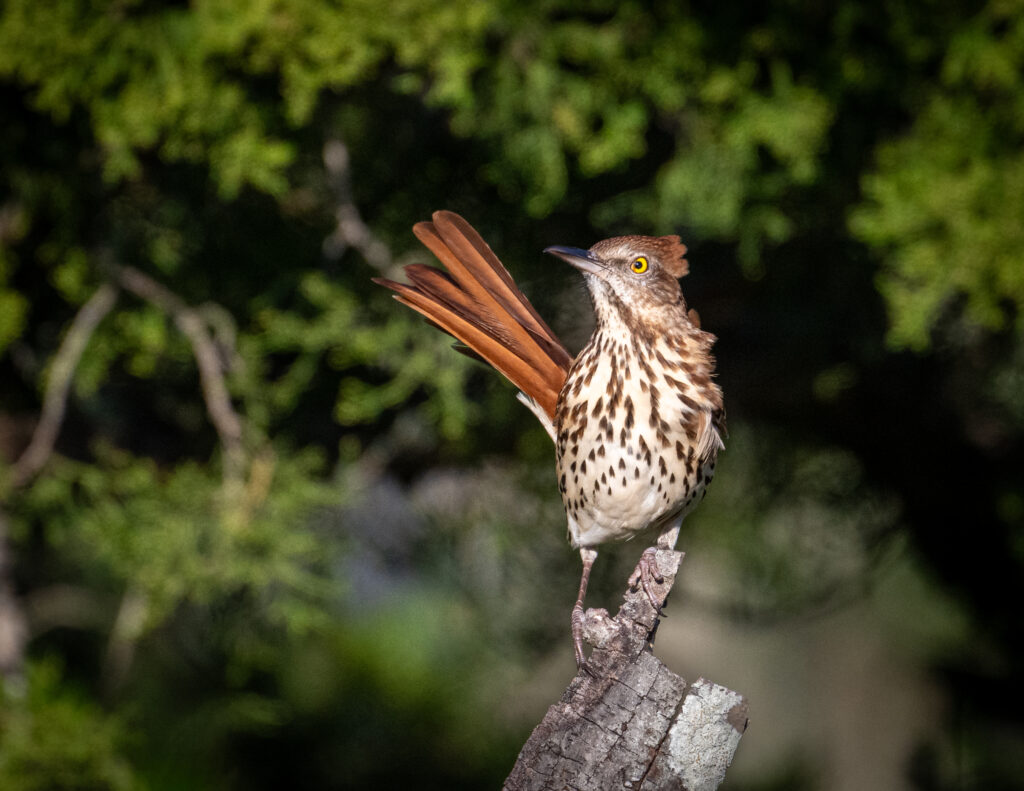 9 Brown Thrasher, Huntington Beach State Park, SC
