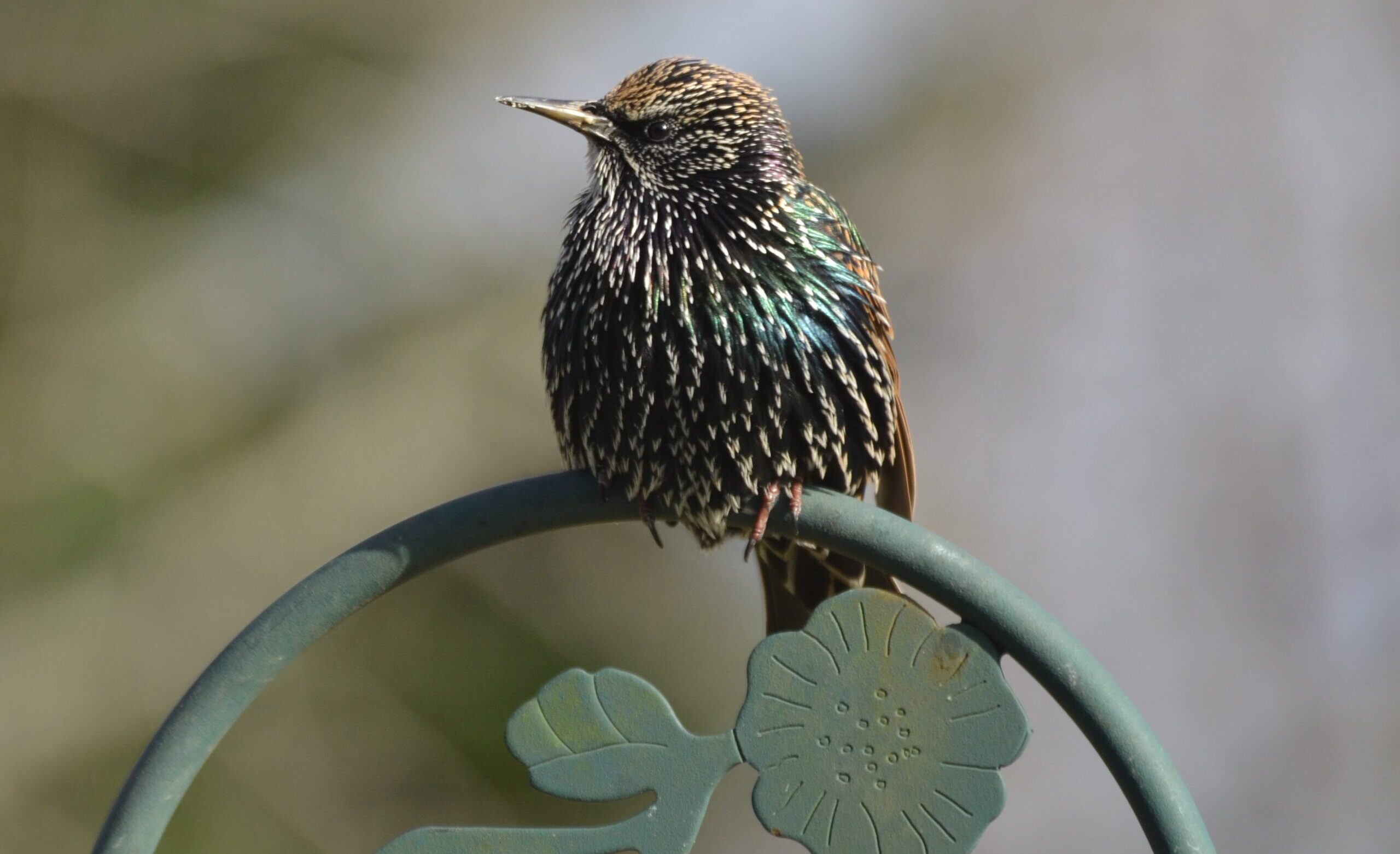 European Starling_Mike Dorsey_Bonsack VA_12-23-22